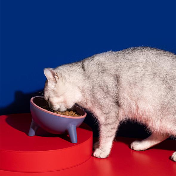 Contrasting Color Resin Pet Bowl
